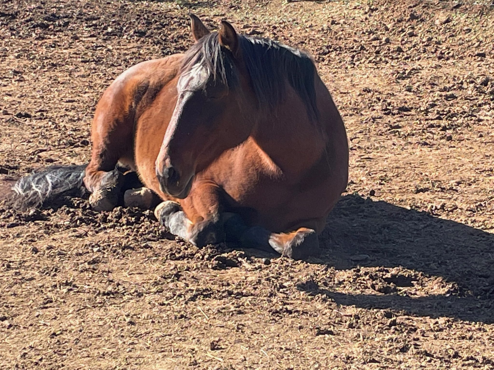 Whispering Creek Stables facility