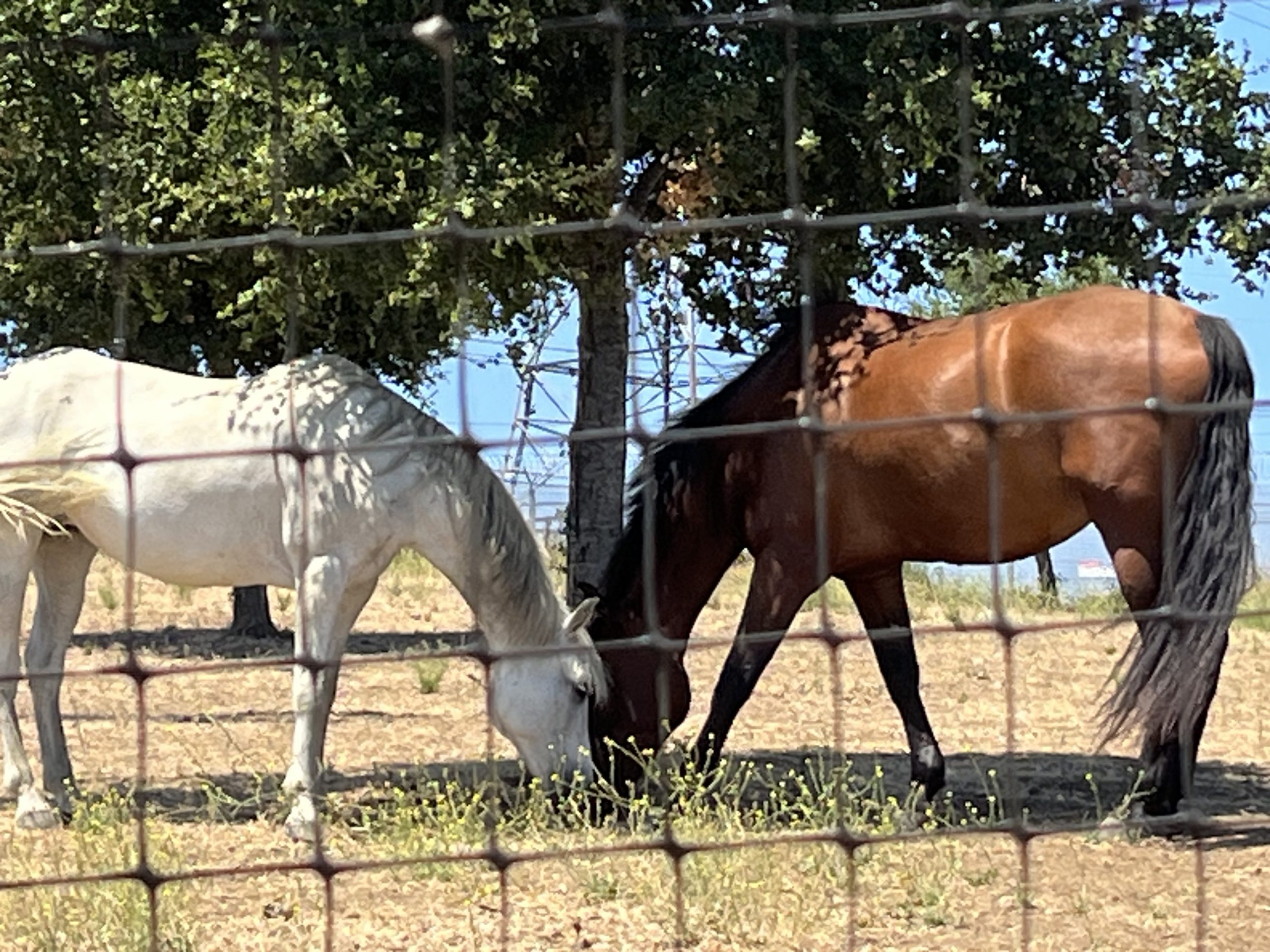 Pasture boarding