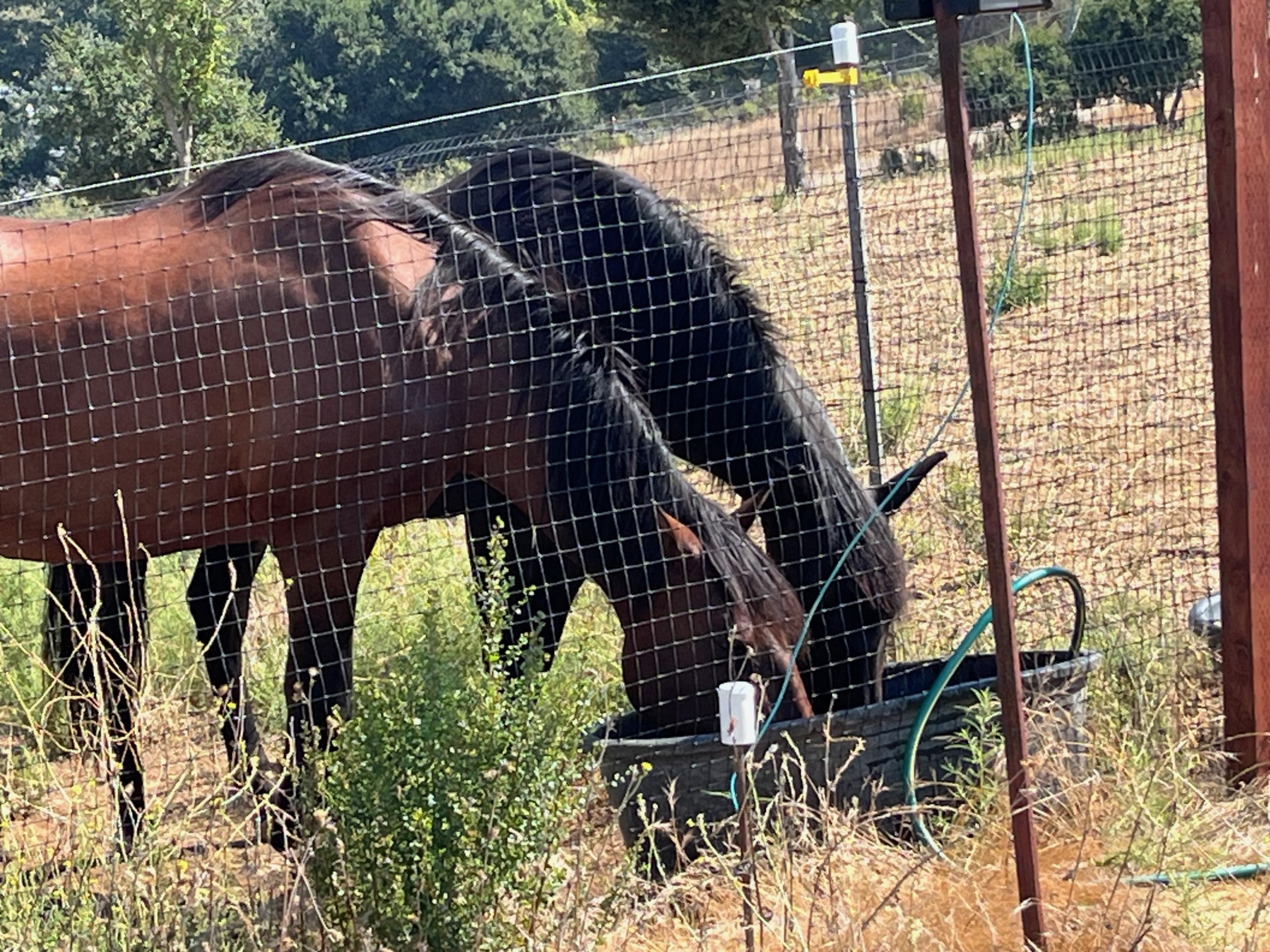 Pasture horses
