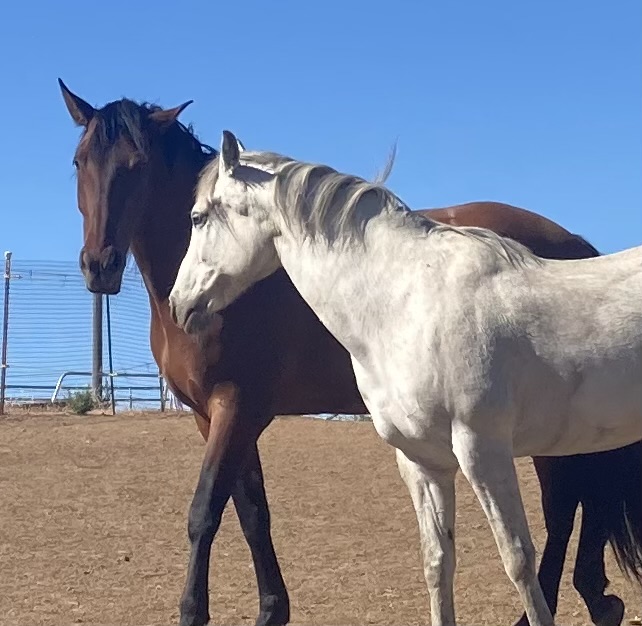 whiskperingcreek.picture of Cielo and Spur